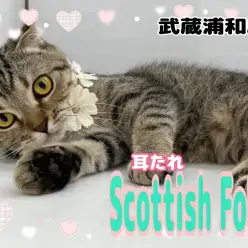 【 スコティッシュフォールド 】生後16ヶ月、顔良し性格良し完璧ニャンコに成長！