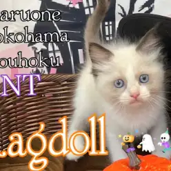 【 ラグドール 】大人気!リアルぬいぐるみニャンコさん