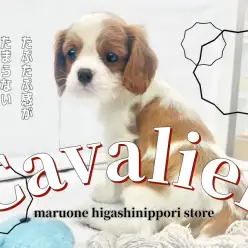 【キャバリア・キングチャールズ・スパニエル】たれ目おっとりフェイスな女の子