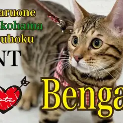 【 ベンガル 】港北NT店初！美しすぎるボディとカラーの甘えん坊BOY