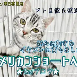 【 アメリカンショートヘア 】成長したら甘えん坊ジト目イケメンになりました！