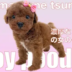 【 トイプードル 】濃厚レッドの女の子!胸元のホワイトがチャームポイント!