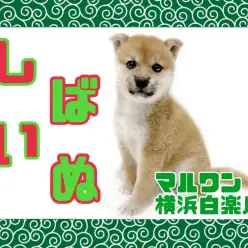 【 柴犬 】満点笑顔がたまらない！愛らしすぎるルックスに大注目の赤柴ちゃん