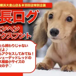 【 カニ子の成長アルバム 】色の変化必見！シェーデッドレッドカニンヘンちゃんの成長記！