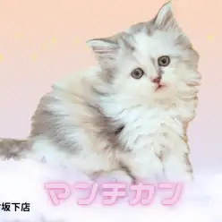 【 マンチカン 】反則的な可愛さ！希少な短足&長毛マンチカン登場！！