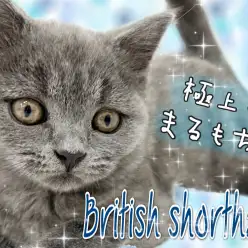 【 ブリティッシュショートヘア 】見て癒し！撫でて至福！極上ブルーにゃんこ！