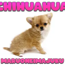 【 チワワ 】まもなく生後3ヶ月！小さく可愛く成長中の短足で甘えん坊な女の子！