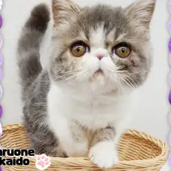 【 体重管理はとっても大事！ 】高井戸ベイビーにゃんこ体重測定をする！の巻！