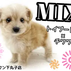 【 MIX 】トイプードルとチワワが両親、小さくて明るい性格の女の子！