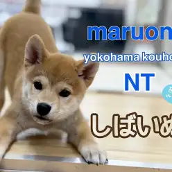 【 柴犬 】赤柴くんの生後3ヶ月の今をご紹介！