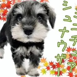 【 ミニチュアシュナウザー 】最高の家庭犬!癒し効果抜群の魅力を大放出