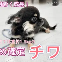 【 チワワ 】生後6ヶ月で約1.3kgはマイクロチワワの兆し！小さめブラクリ女子