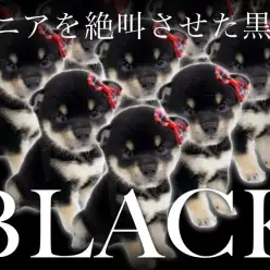 【 豆柴 】両親体高27cm以下！！待望のプレミアム黒豆柴がついにやってきた！