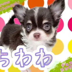 【 チワワ 】小さな身体でみんなを幸せにしちゃう人気爆発チョコタンチワワ