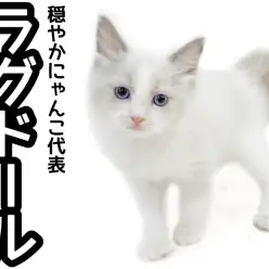 【 ラグドール 】穏やかさは都内No.1！優しく遊び好きな美形男子に密着！