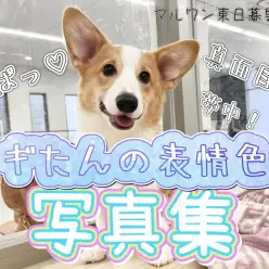 【 ウェルシュコーギーペンブローク 】生後半年を迎えたコギたんの表情写真集