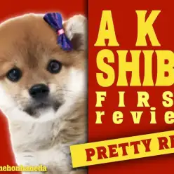 【 赤柴犬 】弟感満載のおっとり柴犬がマルワン本羽田店にやってきた！