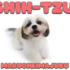 【 シーズー 】生後6ヶ月記念ブログ！初心者必見のスーパーフレンドリーな女の子！