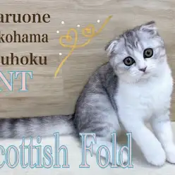 【 スコティッシュフォールド 】まん丸スコティッシュの生後3ヶ月の今をご紹介