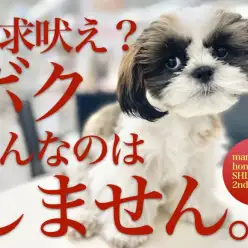 【 シーズー 】最高のおとなシーズー！生後5ヶ月を迎えたシーズーちゃんに密着！