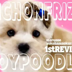 【 ビションプー 】毛立ち・毛量抜群！柔らかい毛色のわたあめMIX！