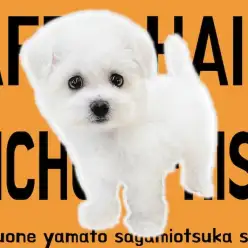 【 ビションフリーゼ 】カットスタイル沢山のオシャレわんこ！白い被毛のアフロ犬！