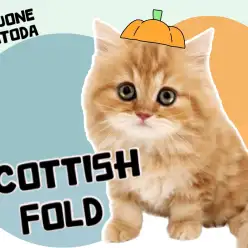 【 スコティッシュフォールド 】ドキッとしてしまう可愛さ！癒し系ガール登場