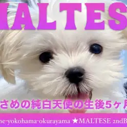 【 マルチーズ 】小さめサイズだけどビッグスマイルなマルちゃん2ndブログ！