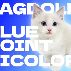 【 ラグドール 】丸みのあるお顔とブルーの瞳の甘えんBOY！！