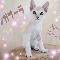 【 シンガプーラ 】世界最小にゃんこは高井戸イチのあまえんぼ!