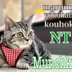 【 マンチカン 】超フレンドリーなマンチカンの女の子