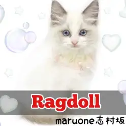 【 ラグドール 】青い瞳のお姫様。神秘的な容姿で誰もが心奪われるにゃんこが登場！