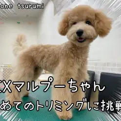 【 MIX 】マルプーちゃん！初めてのトリミングに挑戦！