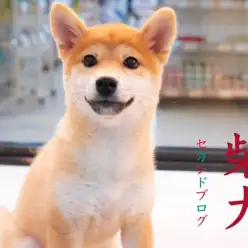 【 柴犬 】超優等生！生後4ヶ月で甘噛みと吠え癖なし！いつも笑顔の女の子