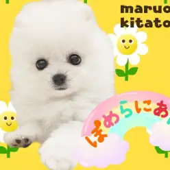 【 ポメラニアン 】目ヂカラ抜群！見つめられたら虜に！ふわもこアザラシぽめくん