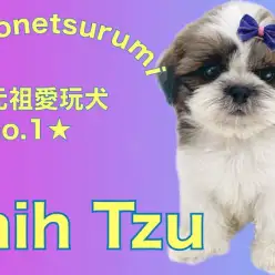 【 シーズー 】元祖愛玩犬No.1!ふっくら可愛い男の子!!