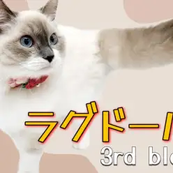【 ラグドール 】生後7ヶ月を迎え新しいトレーニングに挑戦！賢すぎるラグちゃん