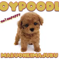 【 トイプードル 】生後58日体重472g！目ヂカラ最強のプレミアムな女の子！