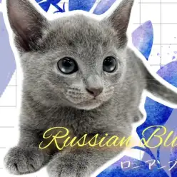 【 ロシアンブルー 】気品ある美しさにくぎ付け!ロシアンスマイル炸裂で皆様を虜に