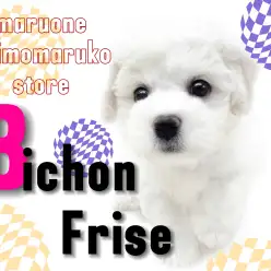 【 ビションフリーゼ 】注目集まる！美しい純白の被毛を持つ穏やかな女の子！