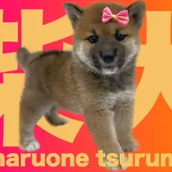 【 柴犬 】これぞ和犬！可愛くも凛々しい女の子！