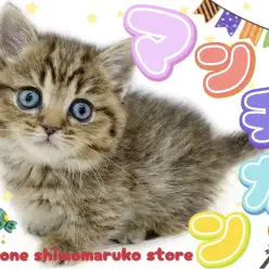 【 マンチカン 】やっぱり可愛い愛されキャット！短足タイプの癒し系はボクのこと！