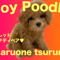 【 トイプードル 】2ndブログ！1日のルーティンをご紹介！