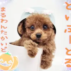 【 トイプードル 】歴代1位？！驚きのちびっこサイズ！