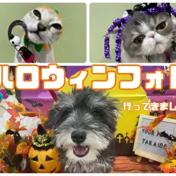 【 ハロウィン 】フォトブースで写真を撮ってきました！