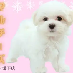 【 マルチーズ 】おっとり性格の冬先取り純白天使入店！