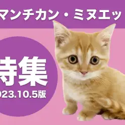【 マンチカン・ミヌエット特集 】10/5現在在店中の短足ネコちゃんのご紹介!