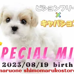 【 MIX 】貴重クォーター犬現る！ビションとキャバションが両親の女の子！