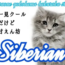 【 サイベリアン 】猫アレルギーの方必見！！犬のような性格を持つ甘えん坊にゃんこ