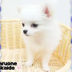 【 体重管理はとっても大事！ 】高井戸ベイビーわんこ体重測定をする！の巻！